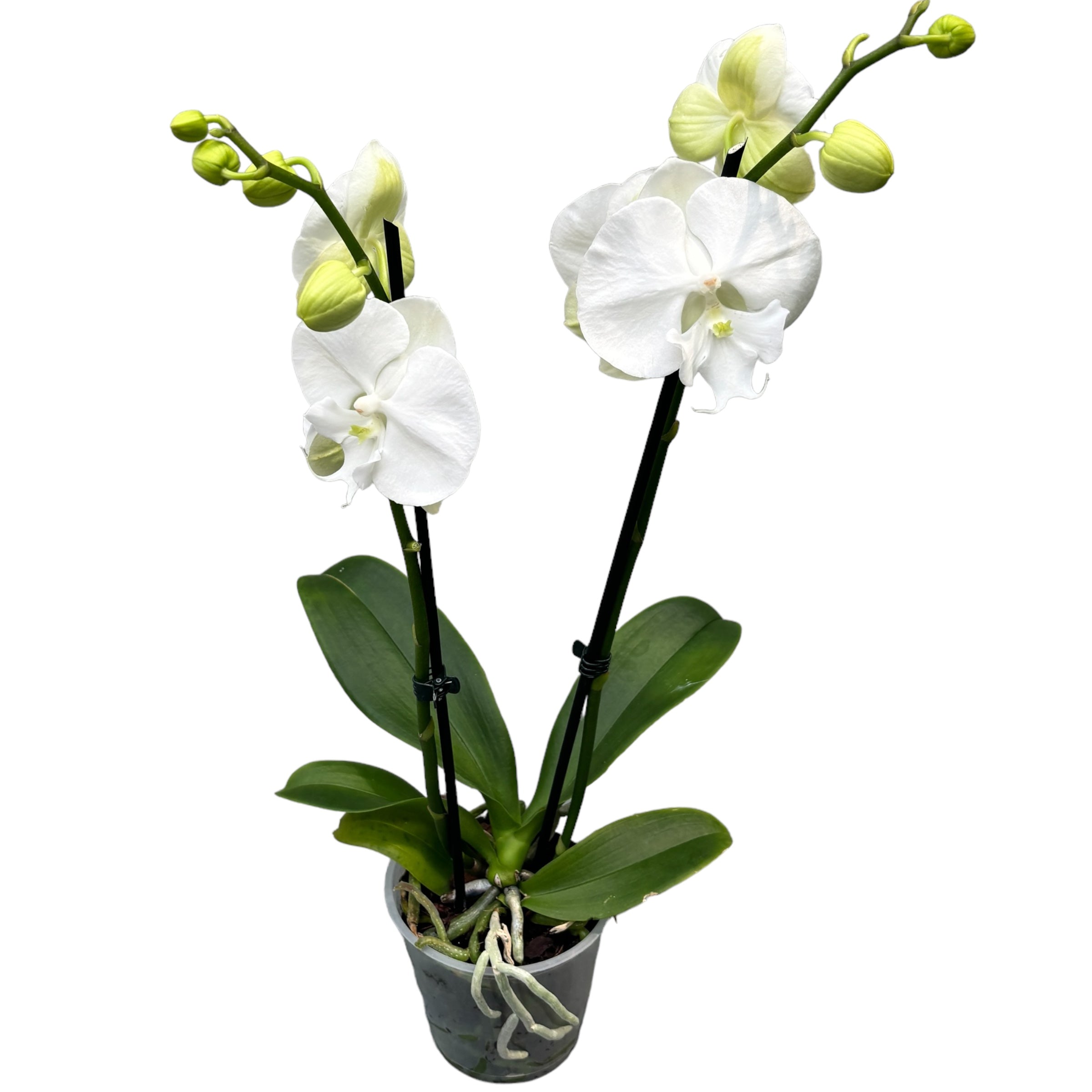 Phalaenopsis Charming Crystal Water big lip