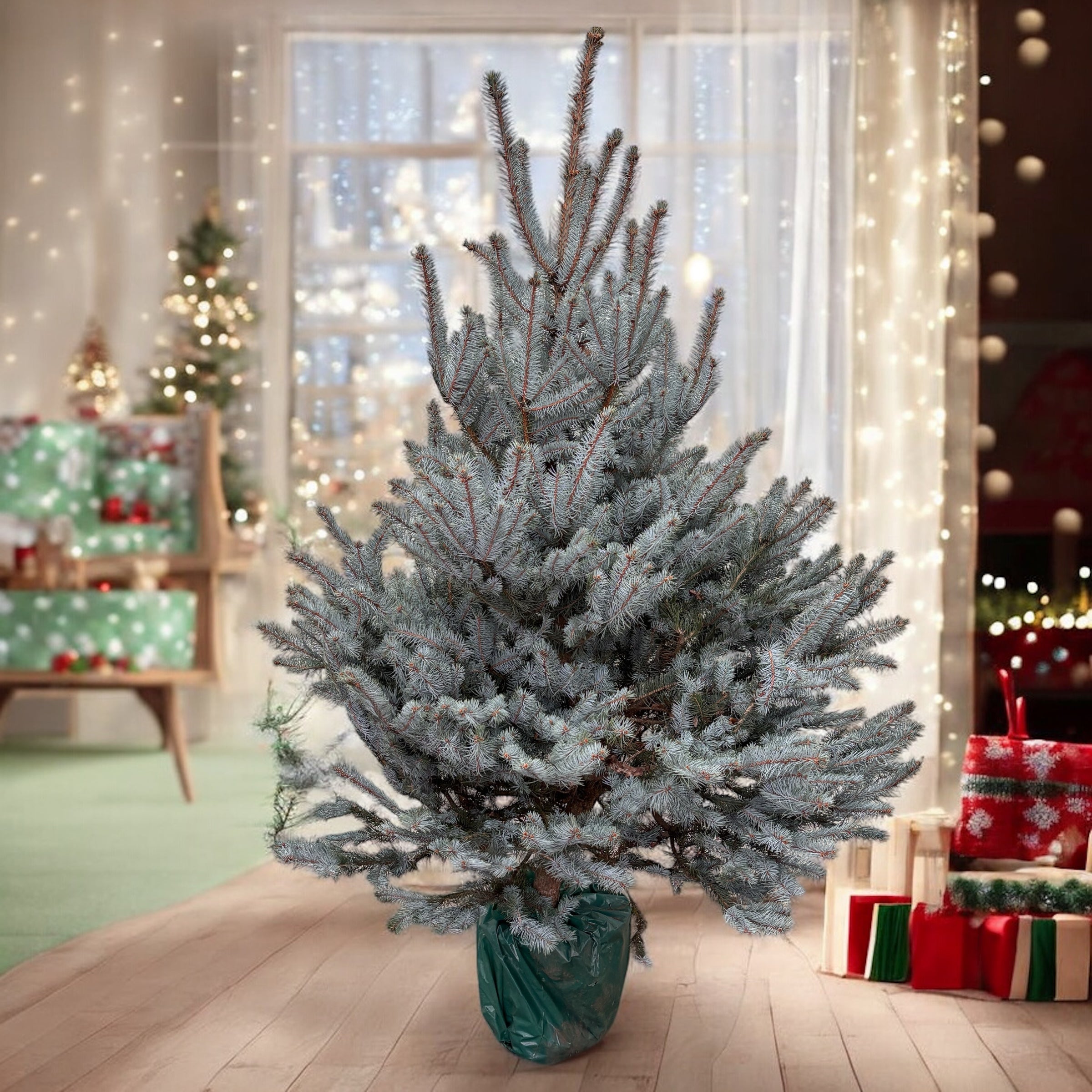 Brad argintiu in ghiveci - Picea pungens 'Blue Diamond' H180-200 cm