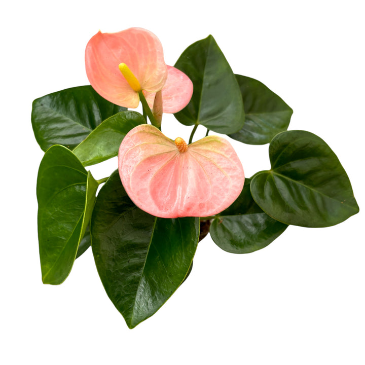 Anthurium Spirit