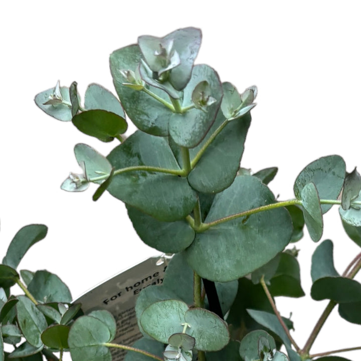 Eucalipt - Eucalyptus urnigera (Urn Tree)