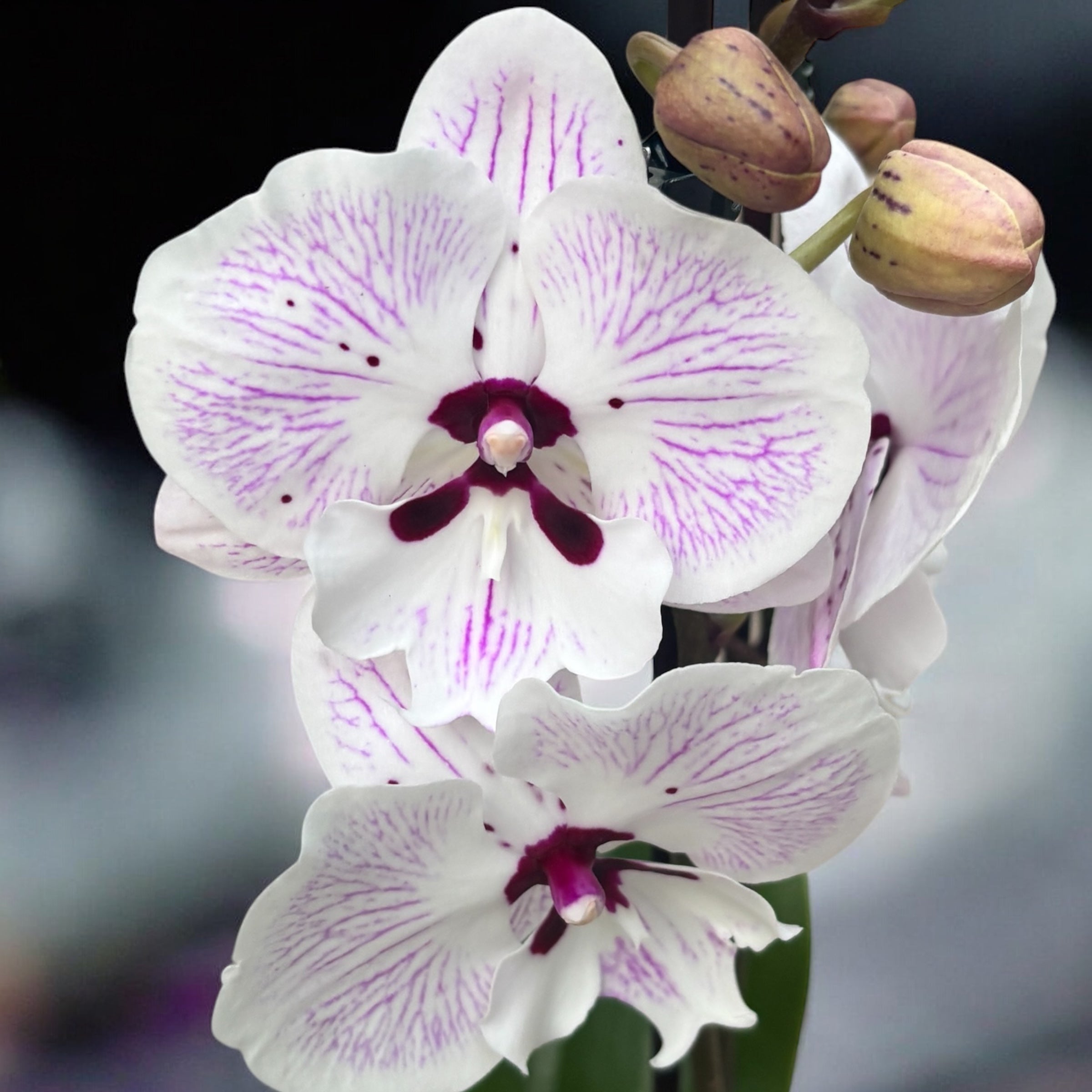 Phalaenopsis ‘Limited 98’ grande labbro