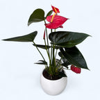 Anthurium z dekorativnim loncem