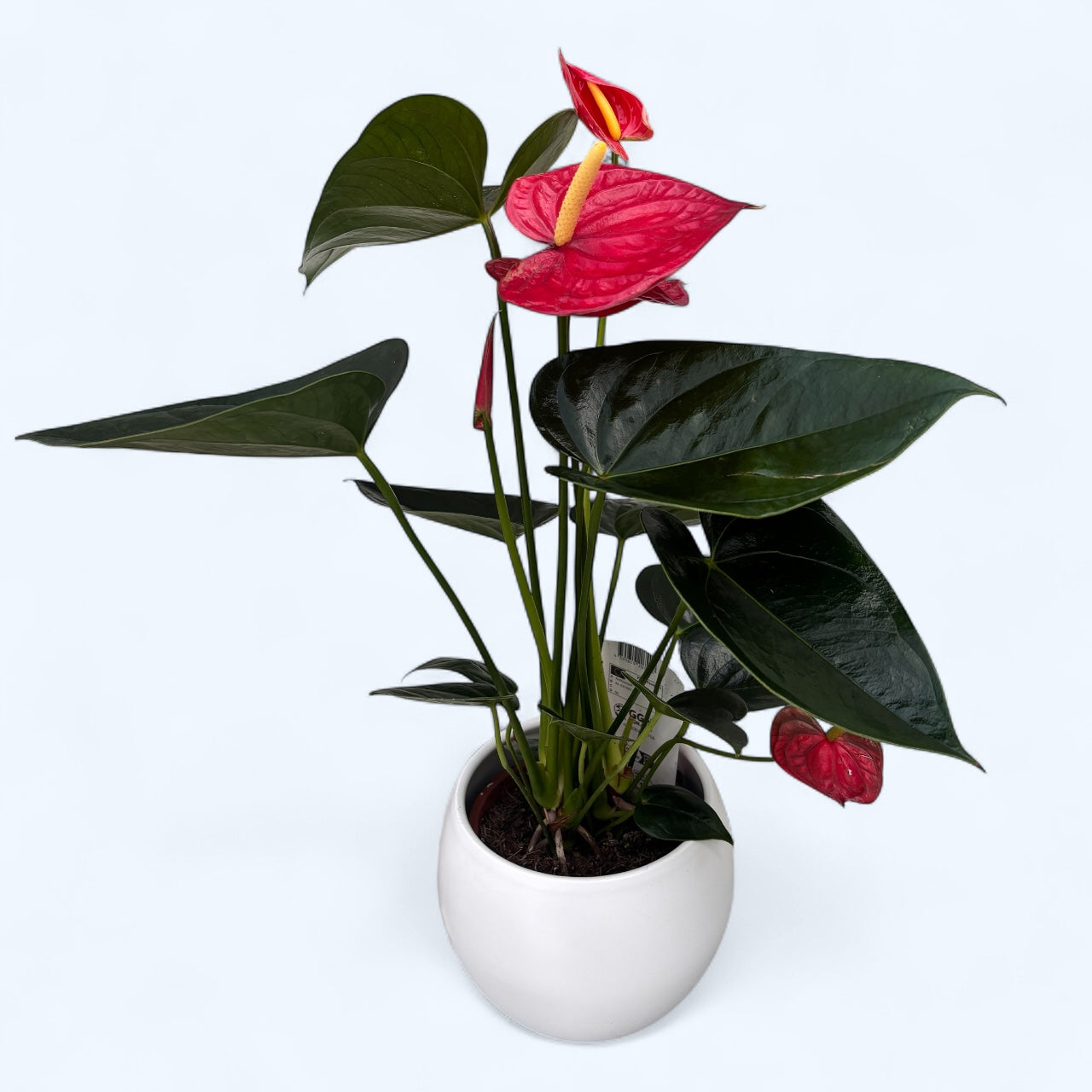 Anthurium cu vas decorativ