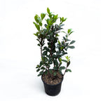 Arborele de capsuni - Arbutus unedo