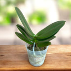 Phalaenopsis Kaoda Twinkle '362'