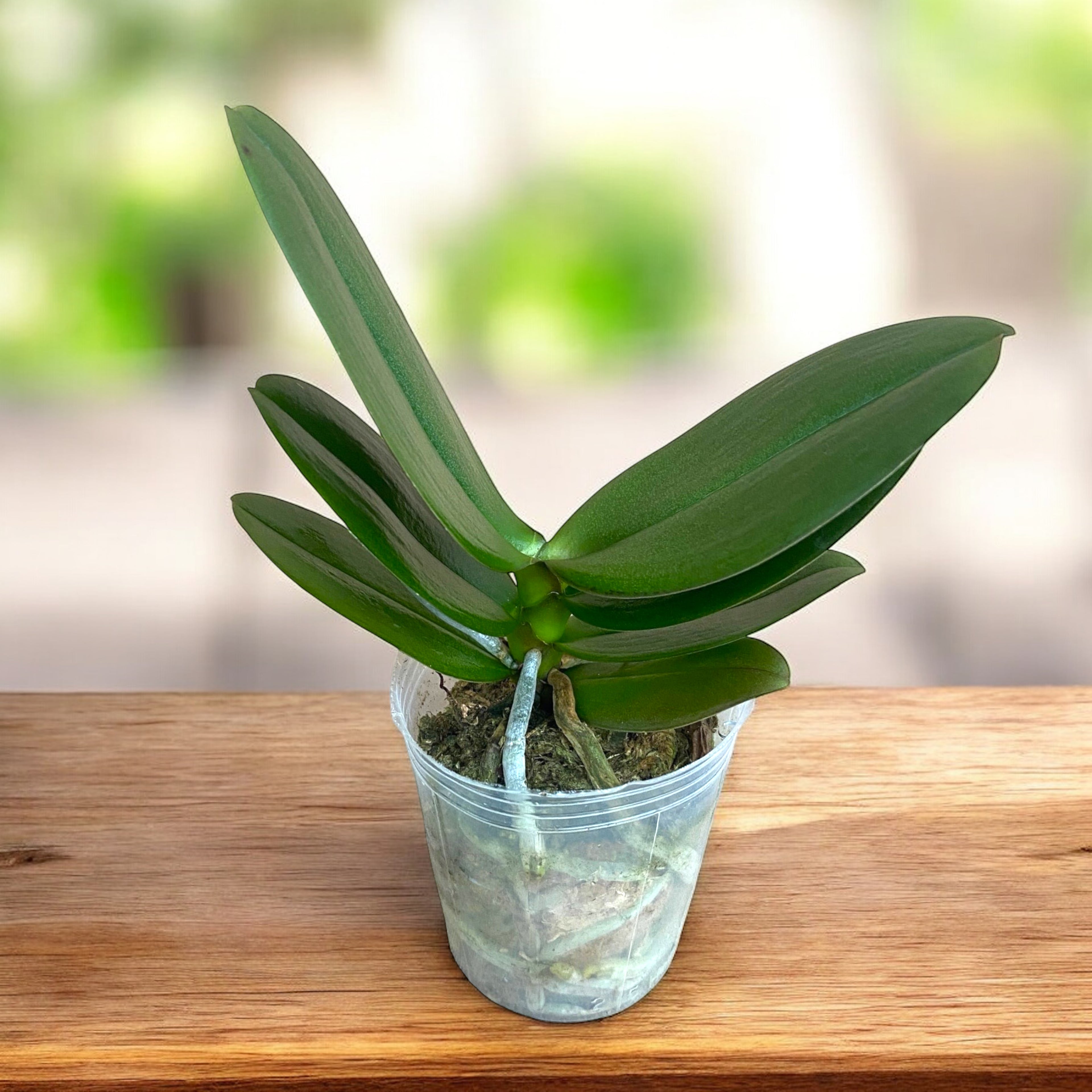 Phalaenopsis Kaoda Twinkle '362'