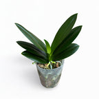 Phalaenopsis Hualien Pink Galaxy '272' (πελωρική) - αρωματικά λουλούδια