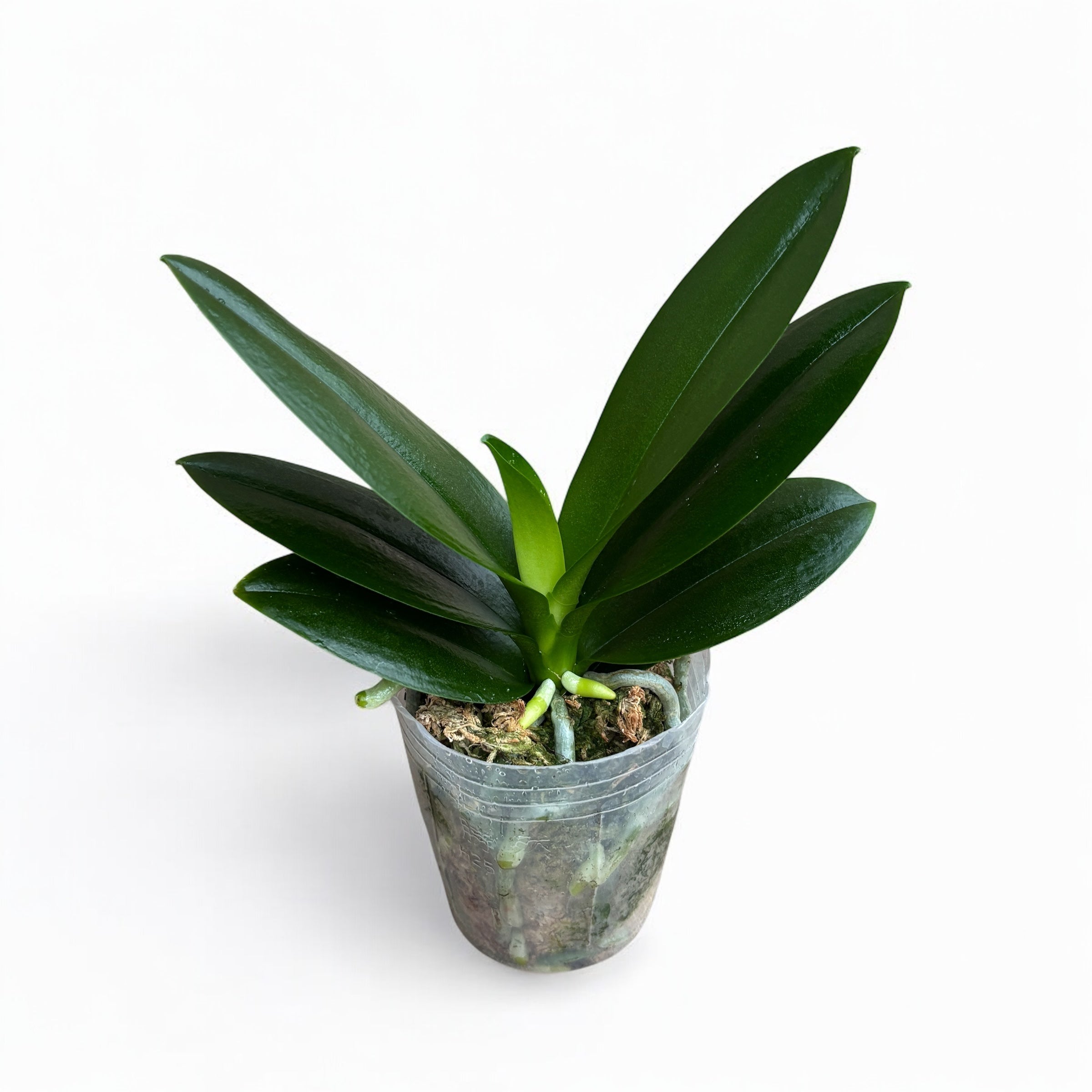 Phalaenopsis Hualien Pink Galaxy '272' (pelorique) - fleurs parfumées