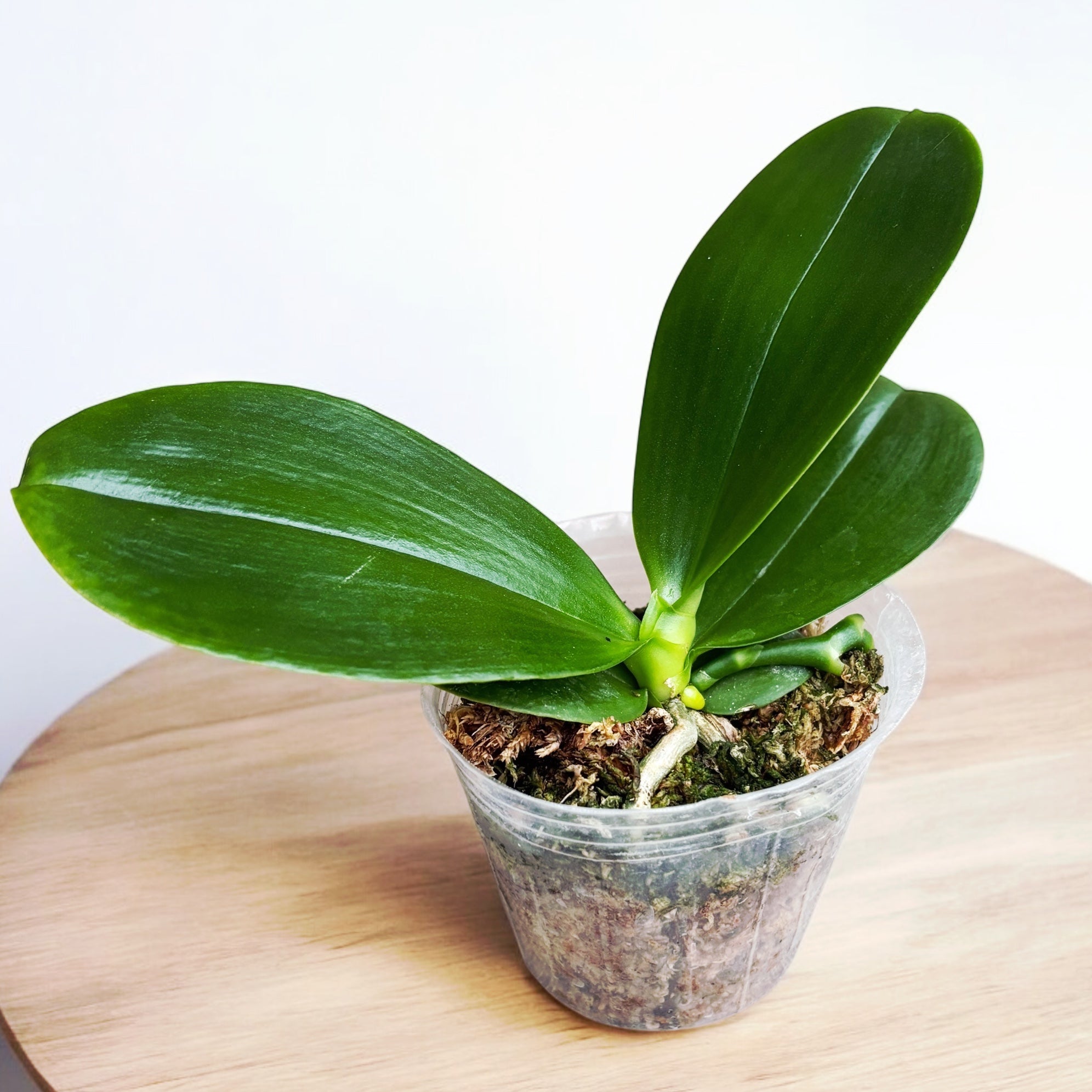 Phalaenopsis Yaphon Database - parfumata