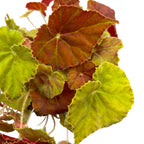 Бегония Амбър Лъв