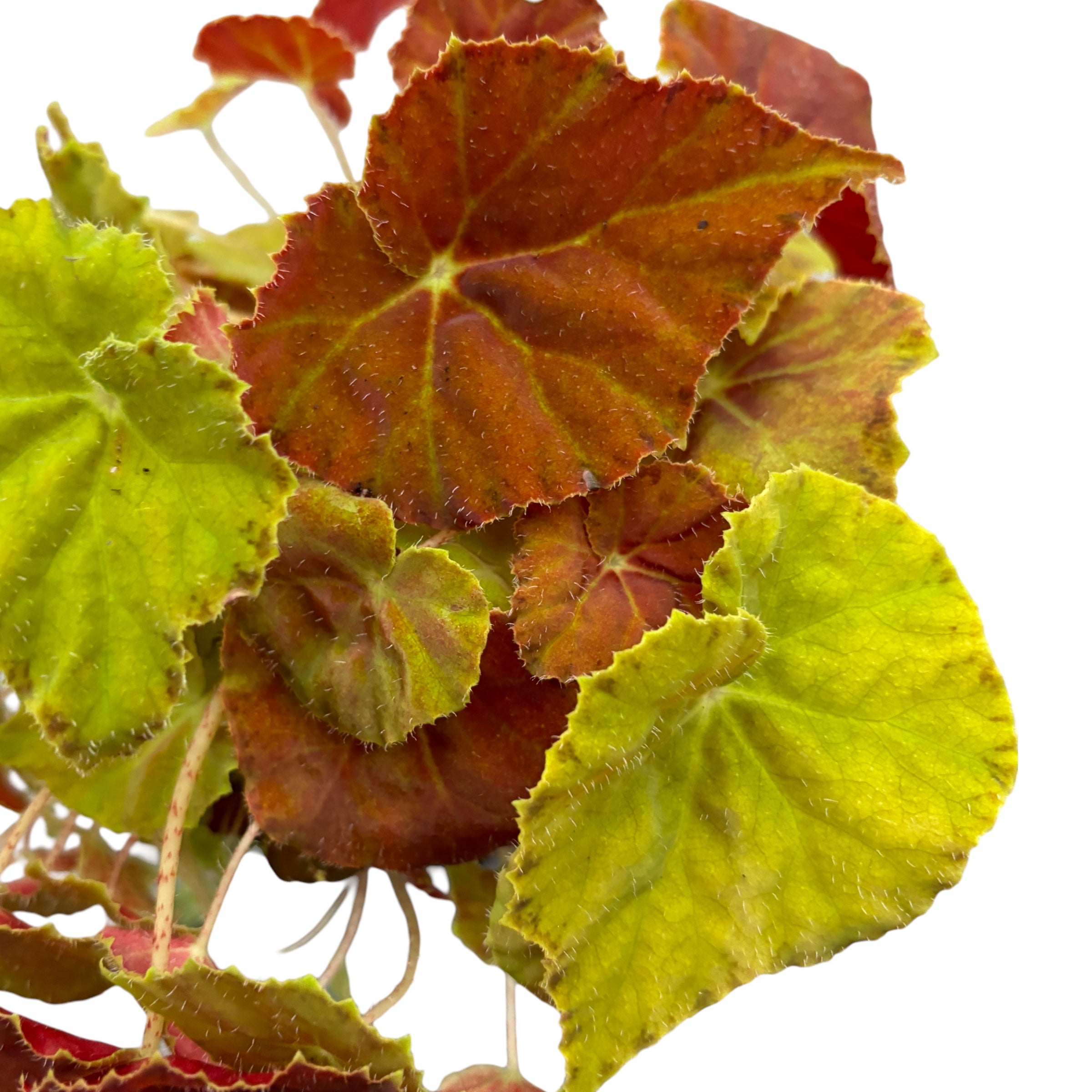 Begonia Amber Love