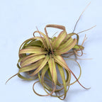 Tillandsia « Eric Knobloch »