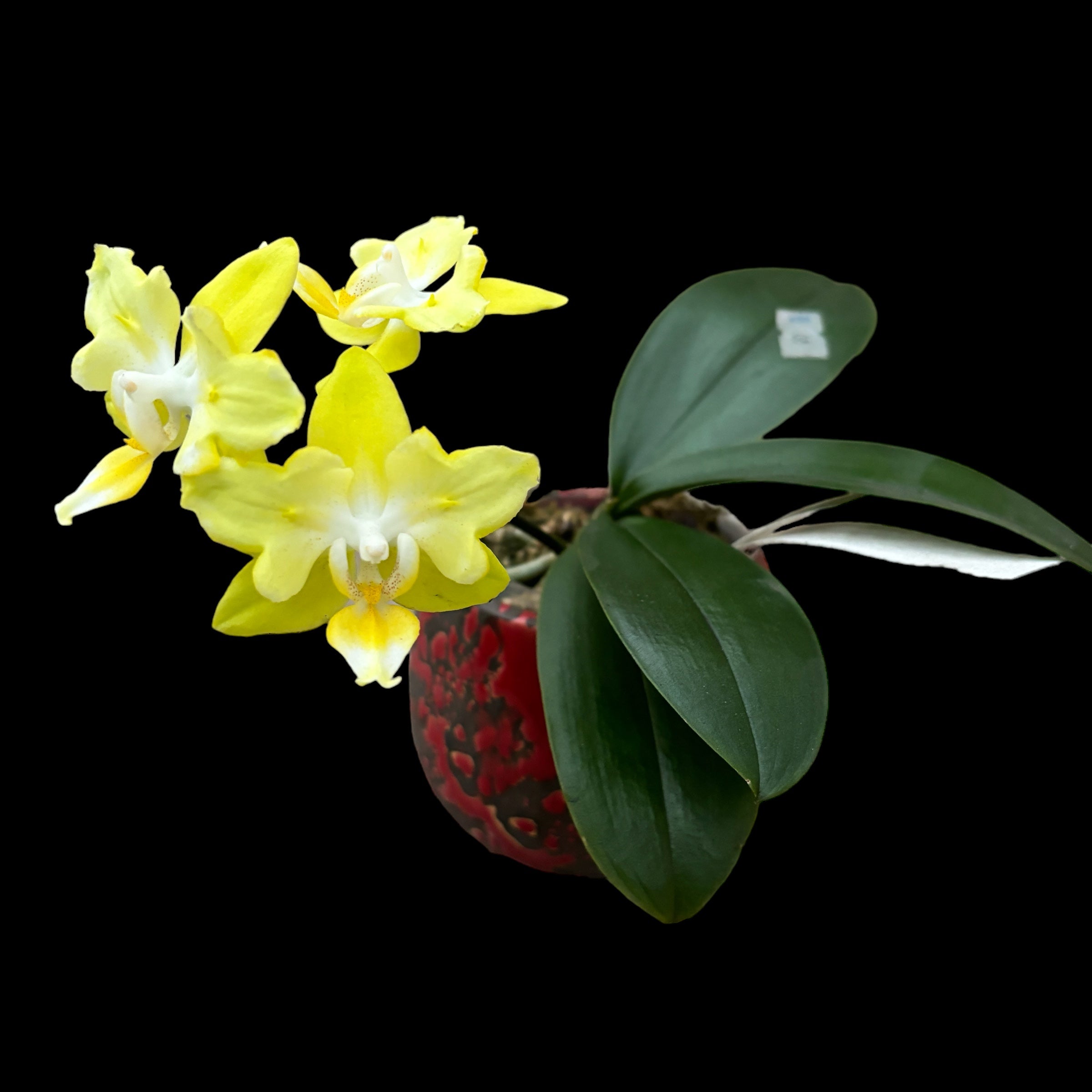Phalaenopsis I-Hsin Beaming Sun (pélorique - papillon)