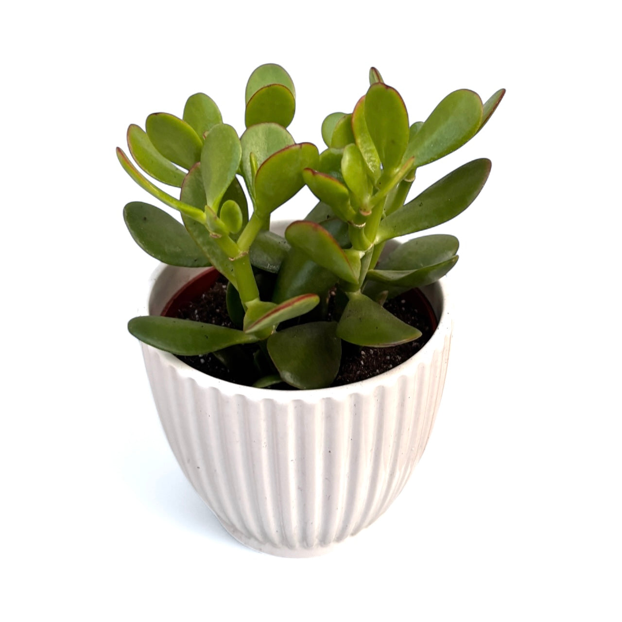 Crassula Ovata Magic Tree - copacul cu bani