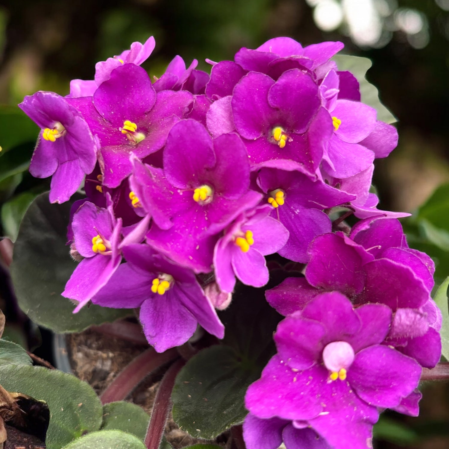 Violete africane - Saintpaulia Inova Spectra Fire