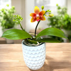 Phalaenopsis I-Hsin Claude (peloric) - flori parfumate