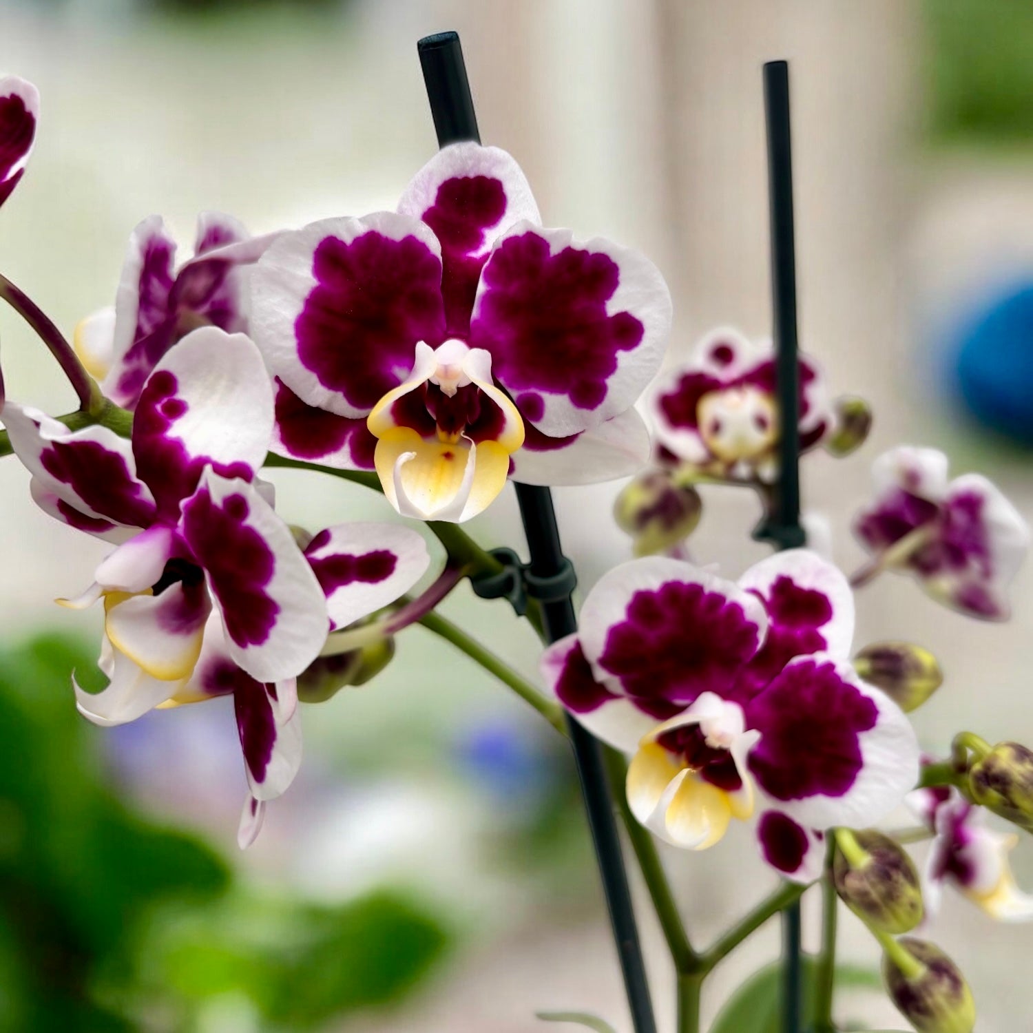 Phalaenopsis Vitrail