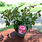 Rosa ‘Line Renaud’® – trandafir nobil cu flori roz intens si parfum irezistibil