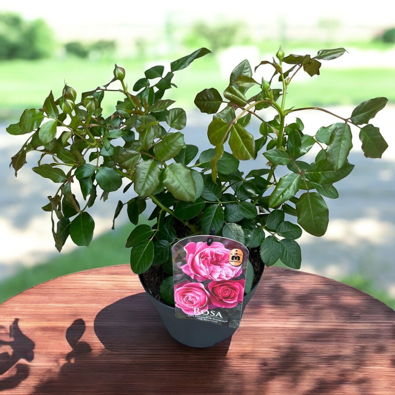 Rosa ‘Line Renaud’® – trandafir nobil cu flori roz intens si parfum irezistibil