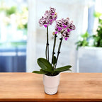 Phalaenopsis Speechless Elegance *μεγάλο χείλος