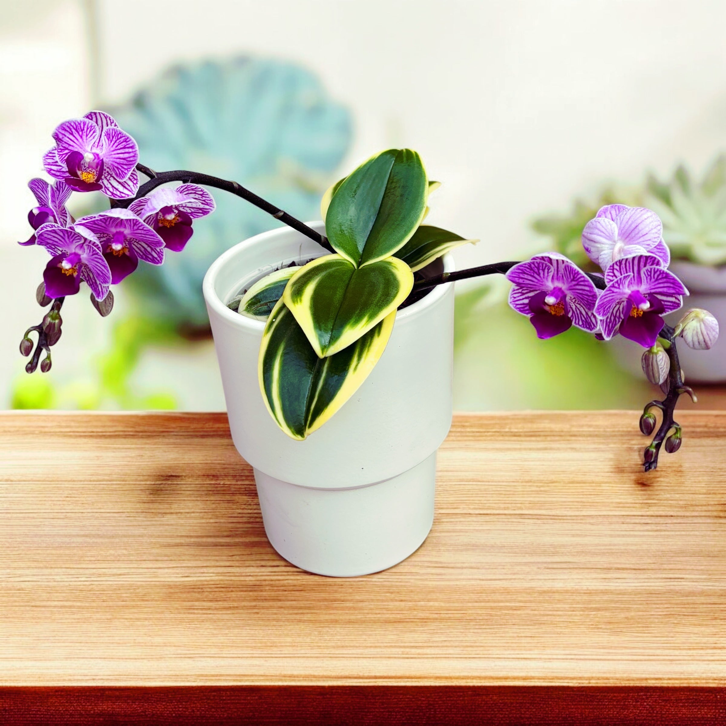 Phalaenopsis Sogo Vivien (frunze variegate)