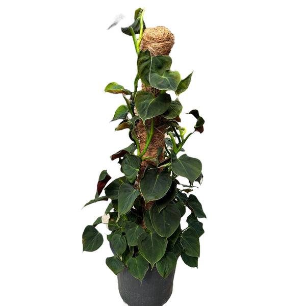 Philodendron lupinum - 5 plants/pot