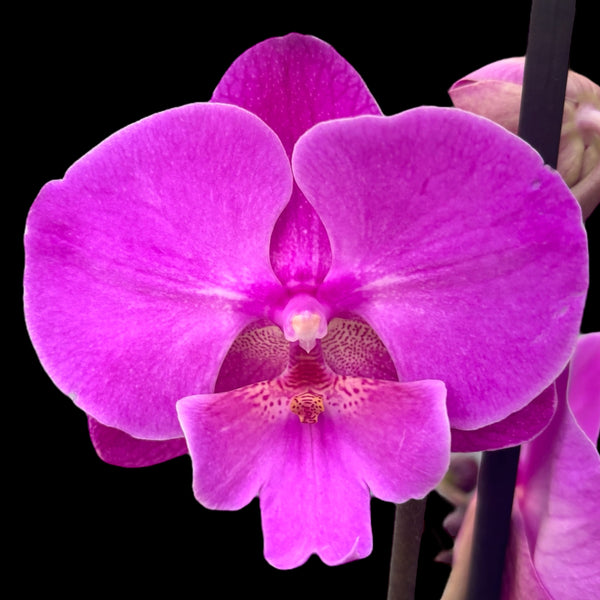 Phalaenopsis 'Limited #106' big lip