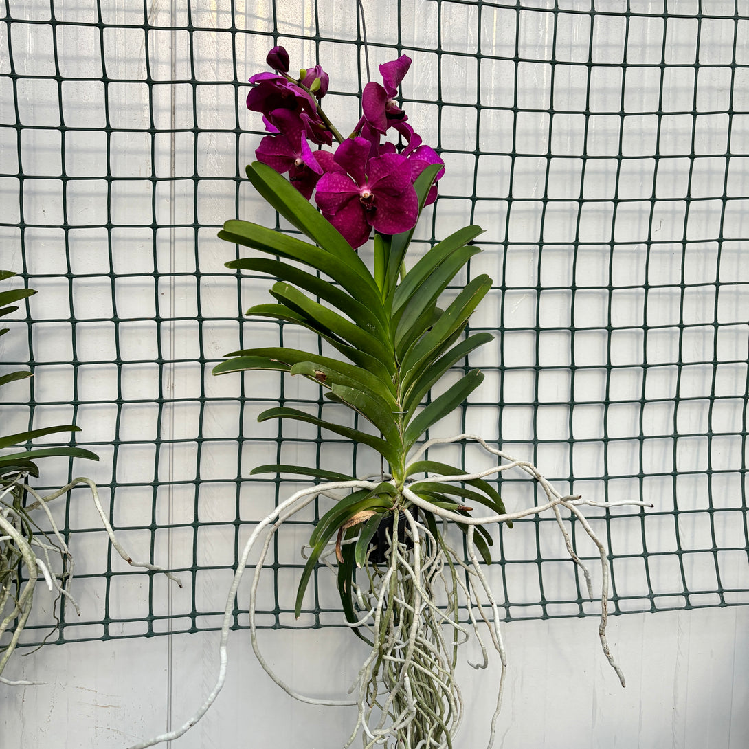 Vanda Pure Purple 858 (Ansu)