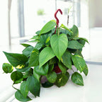 Epipremnum aureum 'Golden' - primerki XXL