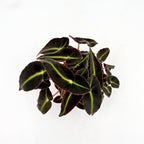 Begonia ‘Listada’ – begonie cu frunzis catifelat, verde intens cu dungi luminoase