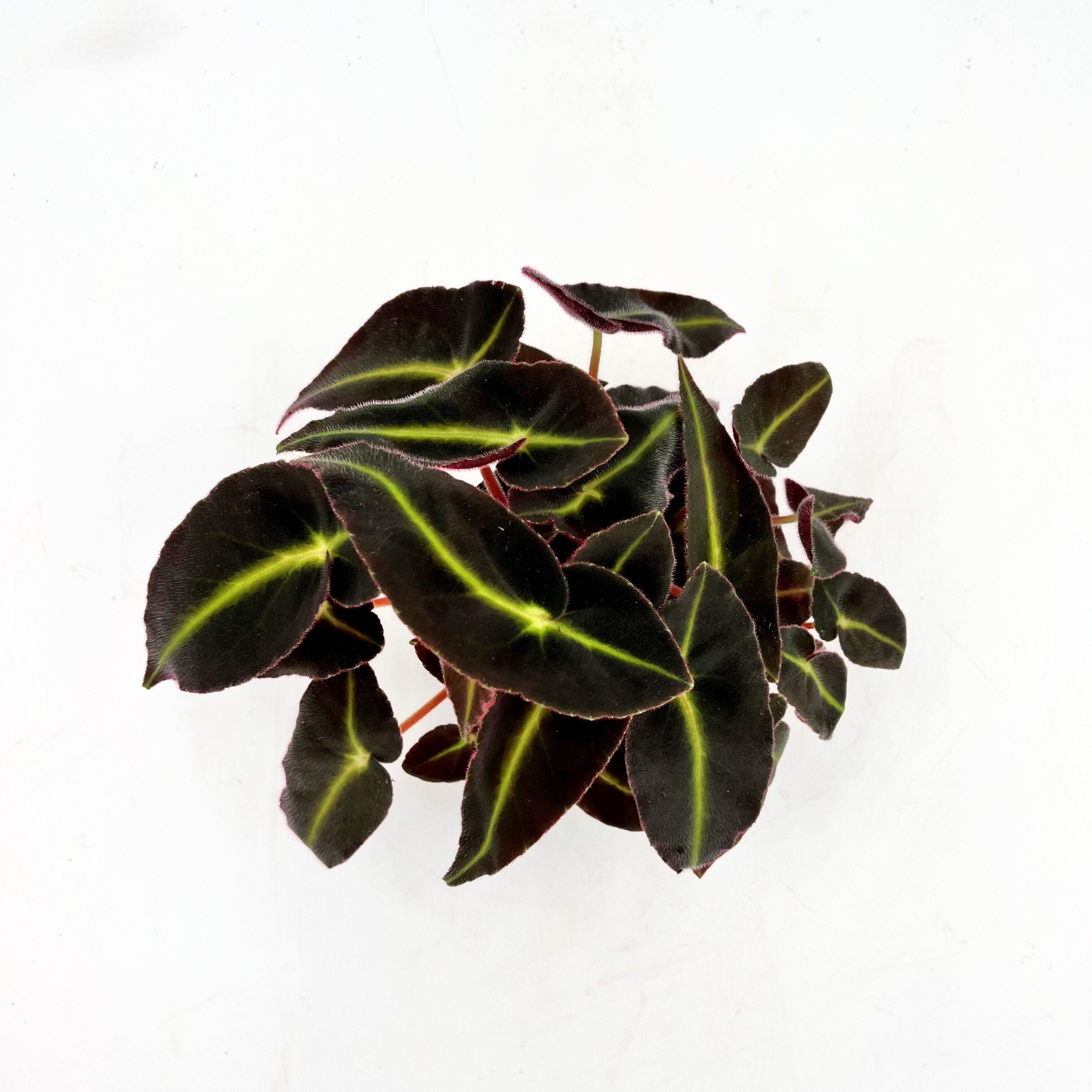 Begonia ‘Listada’ – begonie cu frunzis catifelat, verde intens cu dungi luminoase