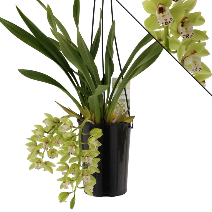 Cymbidium 'Thana'