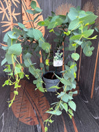 Eukalyptus - Eucalyptus stellulata (Black Sally)