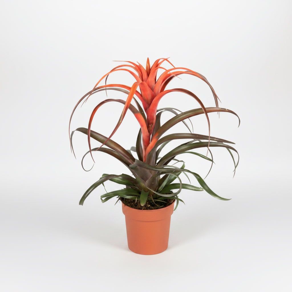 Tillandsia – air plants epiphytes & terrarium – Secret Garden