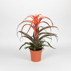 Tillandsia capitata ‘Hermosa’