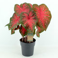 Caladium 'Red Flash'