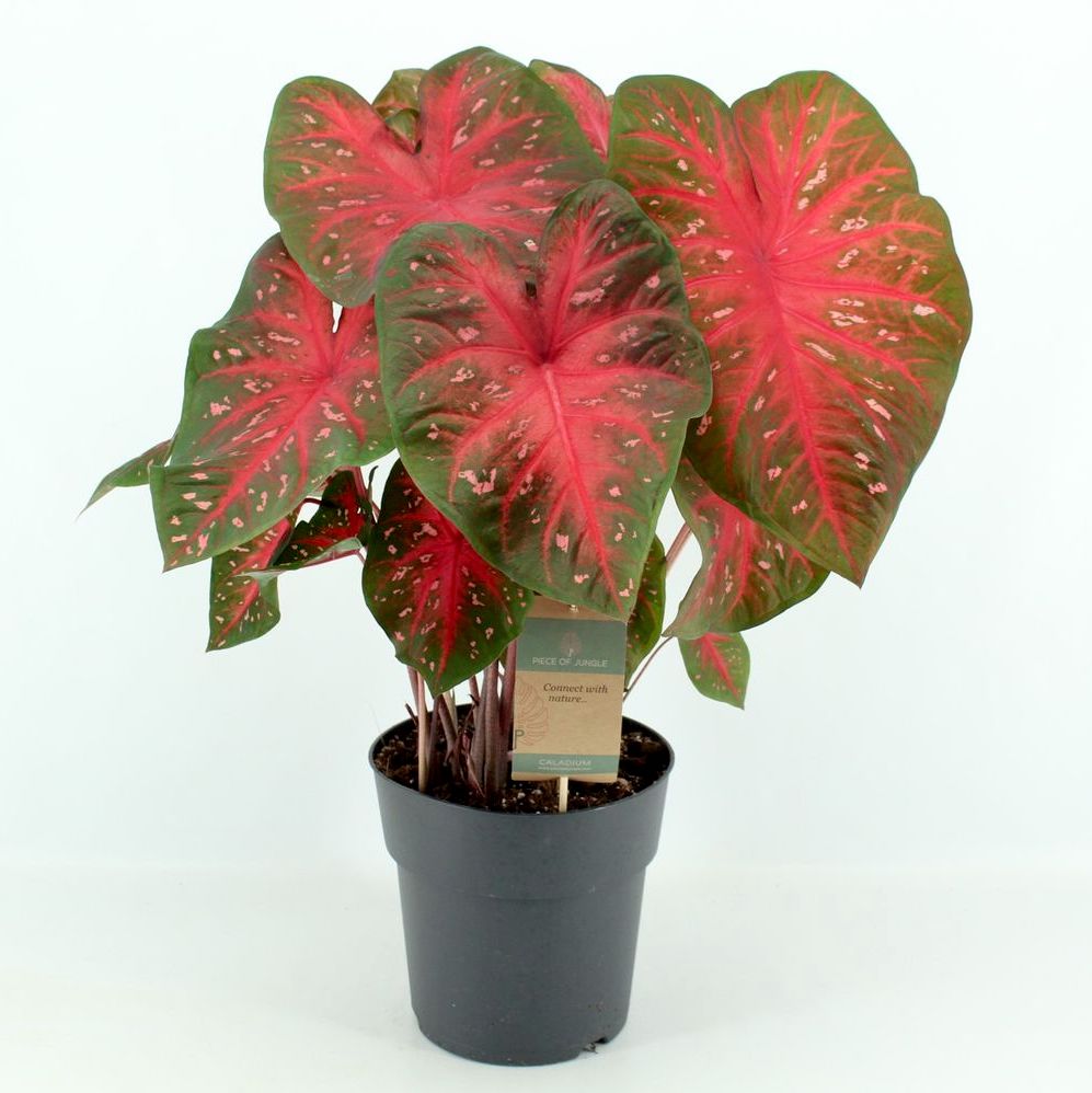 Caladium 'Red Flash'