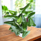 Hemionitis arifolia – herzförmiger Farn (Herzfarn / Zungenfarn)