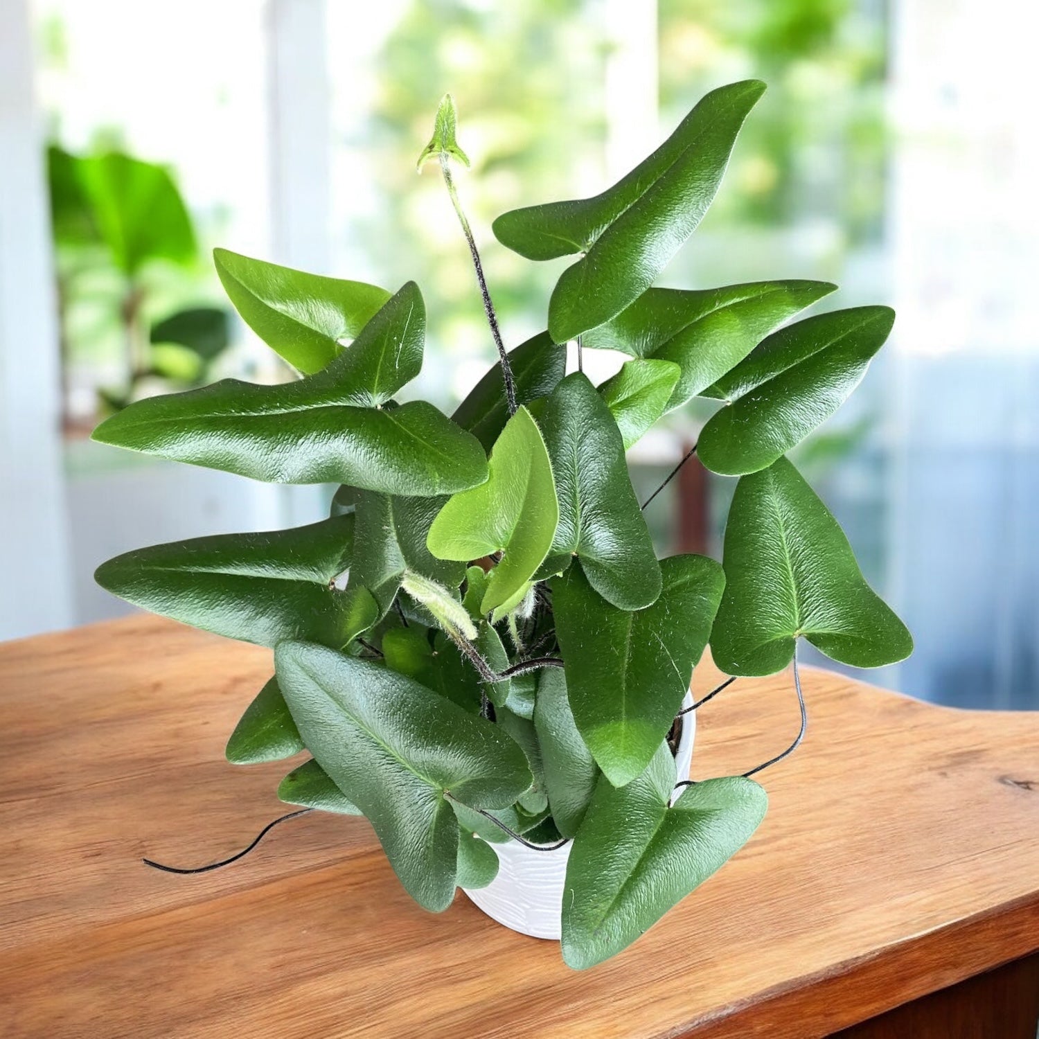 Hemionitis arifolia – feriga in forma de inima (Heart Fern / Tongue Fern)