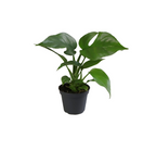 Monstera Minima (Rhaphidophora tetrasperma) *bab növény