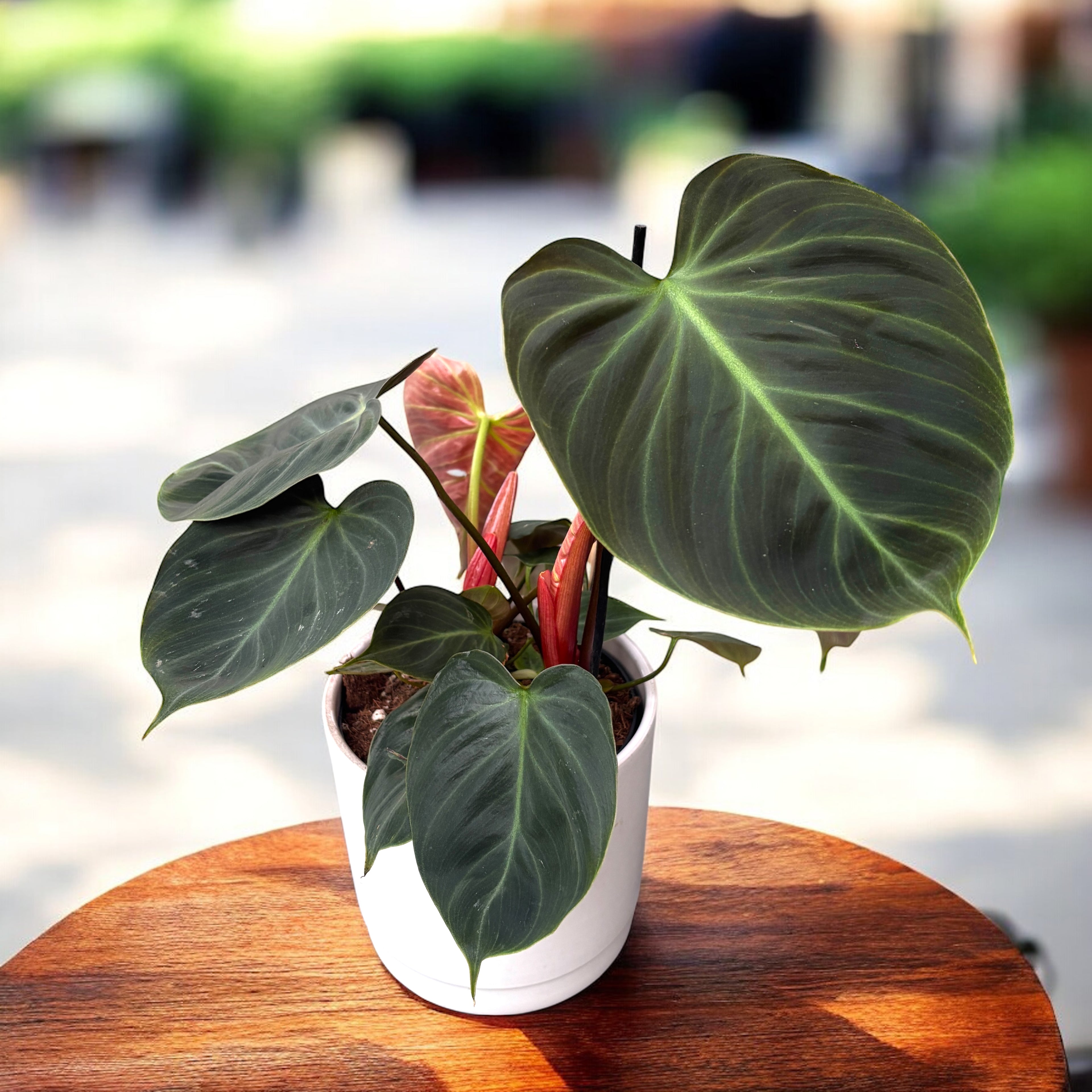 Philodendron rubrijuvenile 'El Choco Red' - 2 plante/ghiveci