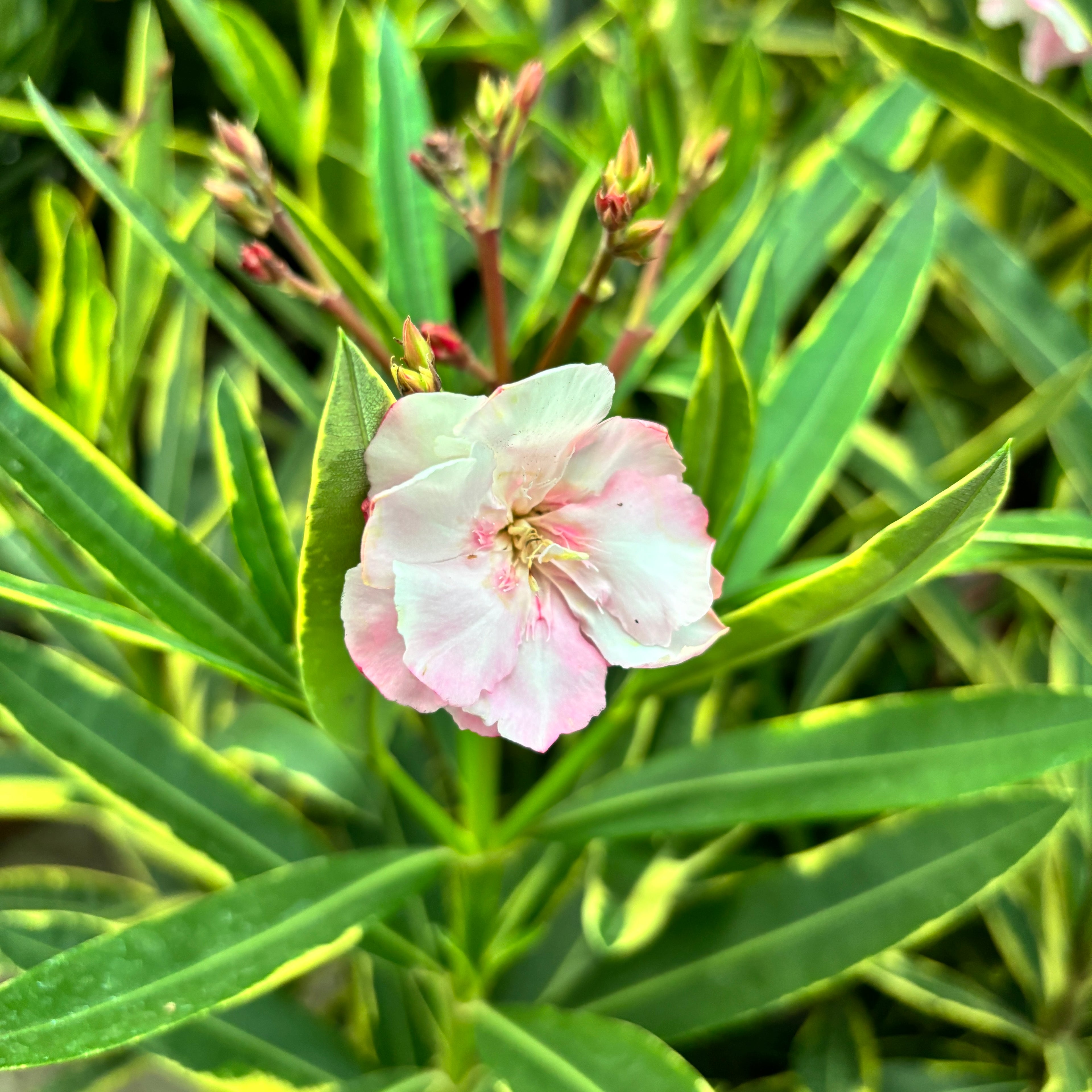Λεάνδρος με διπλά ροζ άνθη, φύλλα ποικιλόχρωμα - δείγματα XL