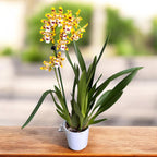 Odontocidium Remember Burkhard Holm (flori parfumate)- exemplare dezvoltate