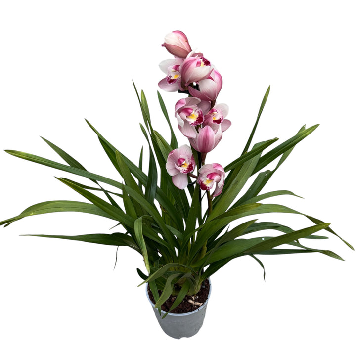 Cymbidium Wild Pink