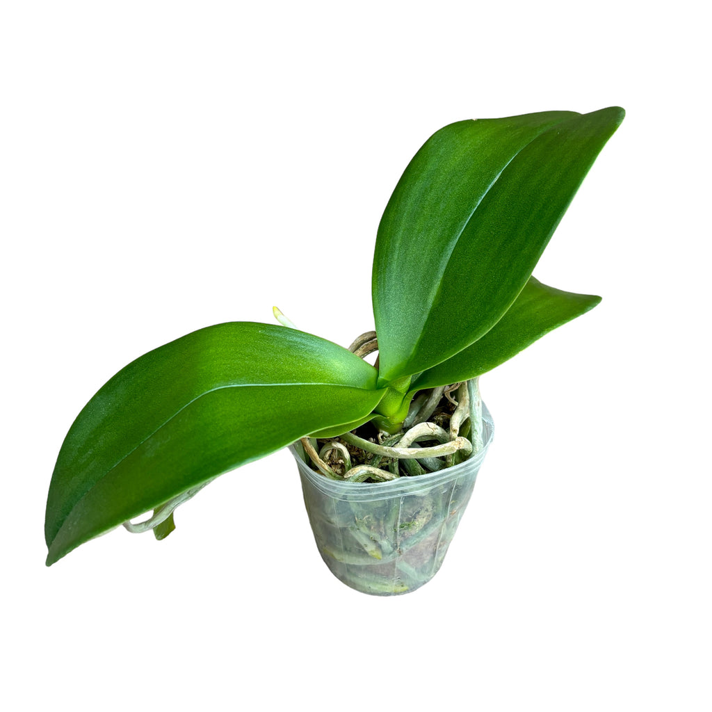 Phalaenopsis Fangmei Sweet (peloric - butterfly)