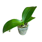 Phalaenopsis Fangmei Sweet (peloric - butterfly)