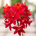 Epidendrum radicans 'Nordic Fire’  XL