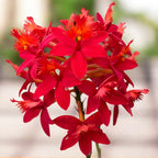 Epidendrum radicans 'Nordic Fire’  XL
