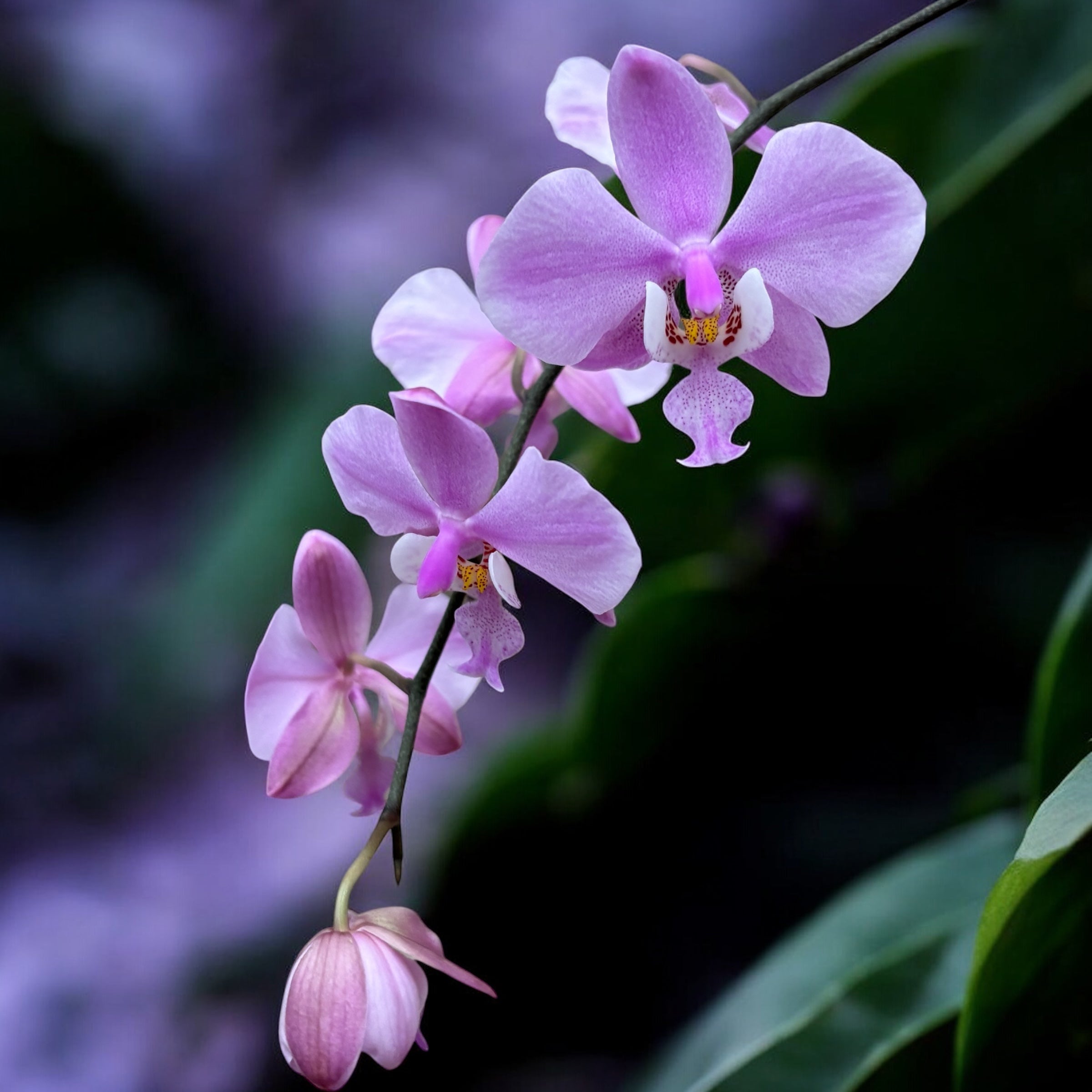 Phalaenopsis schilleriana (silver leaves)- flori parfumate