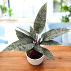 Apoballis acuminatissima 'Red Sword" - frunzis tropical spectaculos